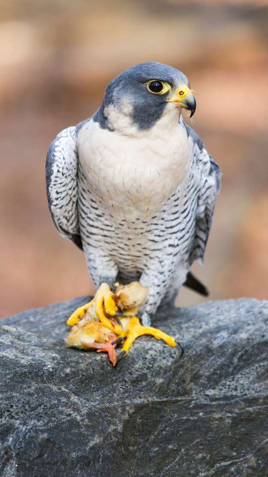 Passaro Mais Rapido Do Mundo Os 10 Animais Mais Rápidos Do Mundo 🌍
