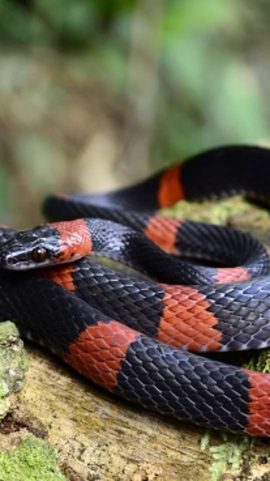 Conheça as cobras mais peçonhentas do Brasil, Terra da Gente