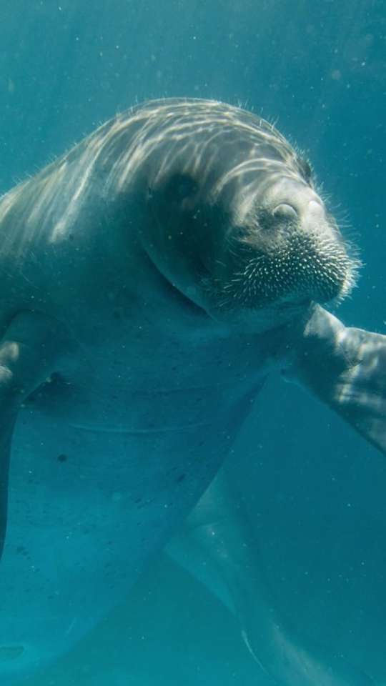 Meu pet morreu: Tenho direito a faltar no trabalho? Veja o que diz