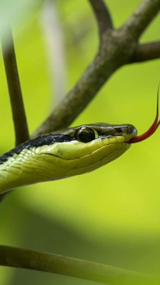 As cobras mais venenosas do Brasil