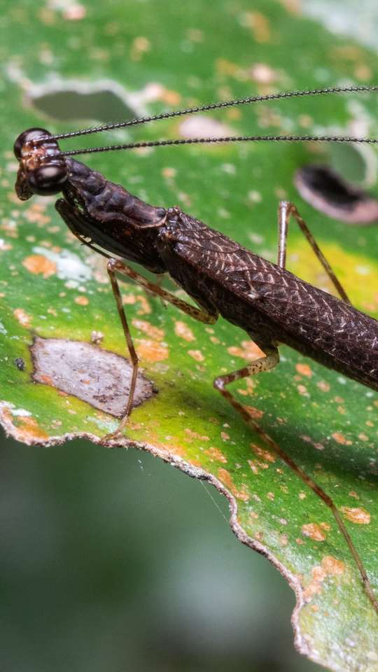 Ameaçado de extinção, filhote do rinoceronte de Sumatra nasce na Indonésia