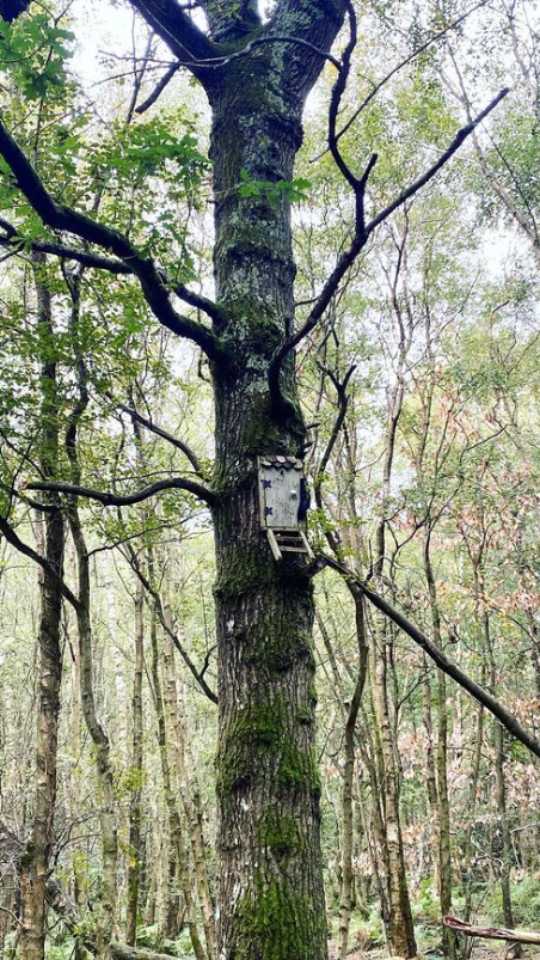 Macaco-prego é capturado por sucuri e salvo por turistas no MS