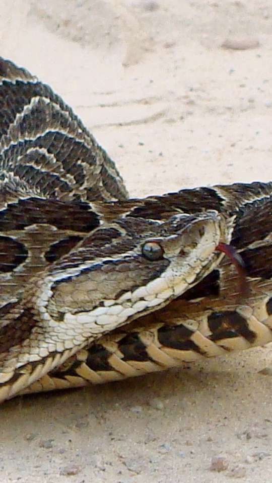 Animais Perigosos do Brasil: As Cobras