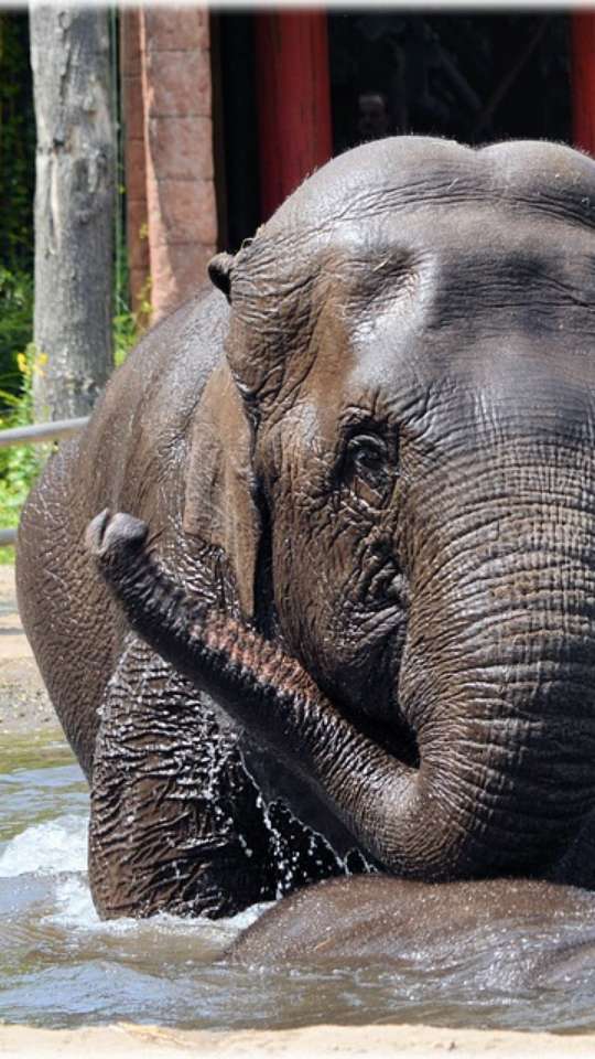 Sonhar com piolho é ruim? Saiba qual o significado evangélico de sonhar com  esse animal