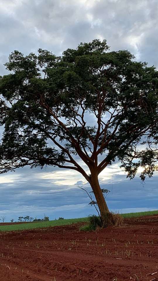 Árvore que dá origem ao xarope de ácer enfrenta risco de extinção