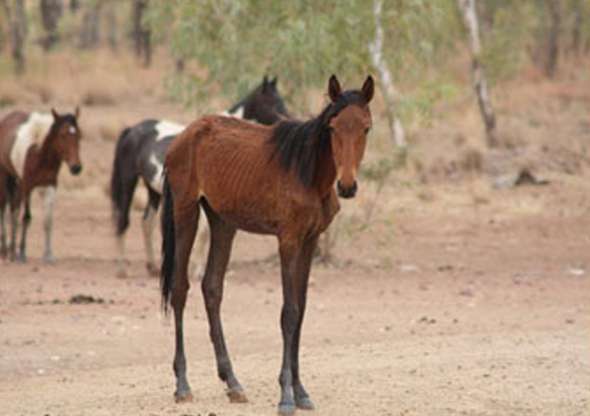 Austrália permite abate de 10 mil cavalos selvagens famintos